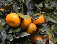 新竹果園,新竹觀光農園