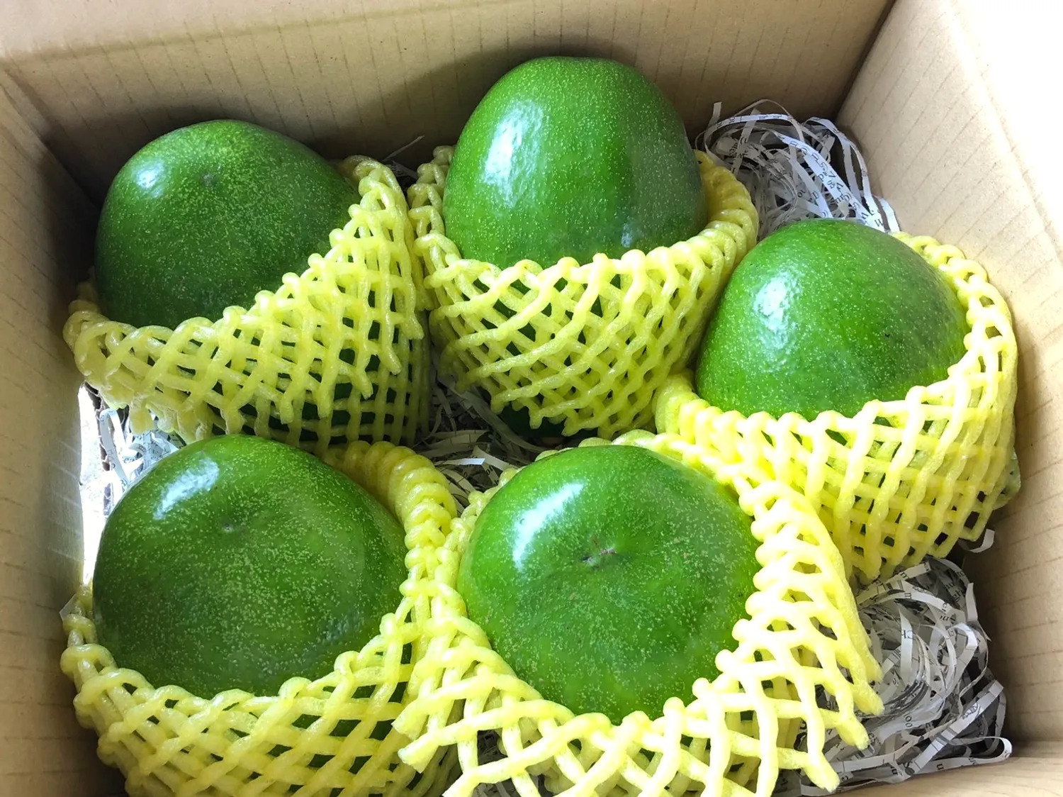 台南酪梨,台南農家