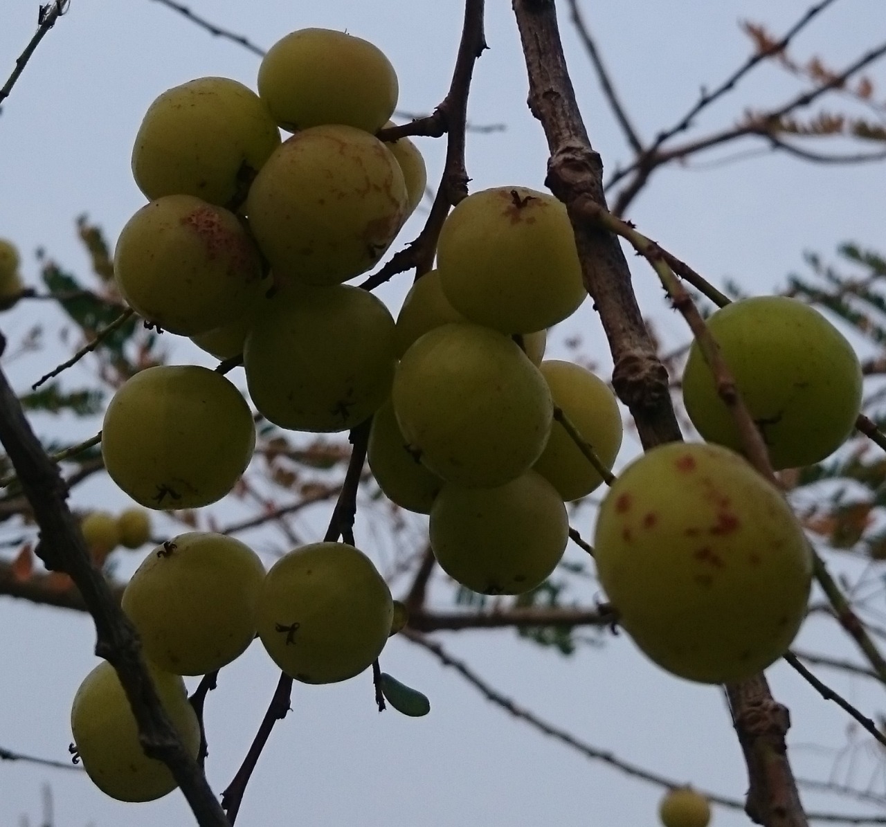 油甘果實