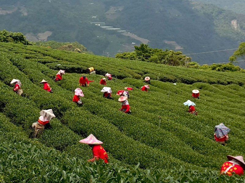 茶,茶葉,製茶廠,合歡山高冷茶,南投製茶廠,採茶班