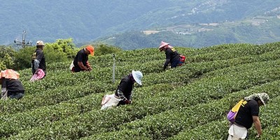 鶯歌茶行推薦,茶葉專賣,鶯歌茶葉批發,鶯歌老街茶葉行