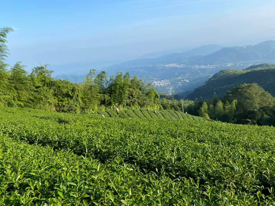 茶葉批發推薦,茶葉,台灣茶,台灣高山茶葉批發,奇萊山茶葉,台灣高山茶