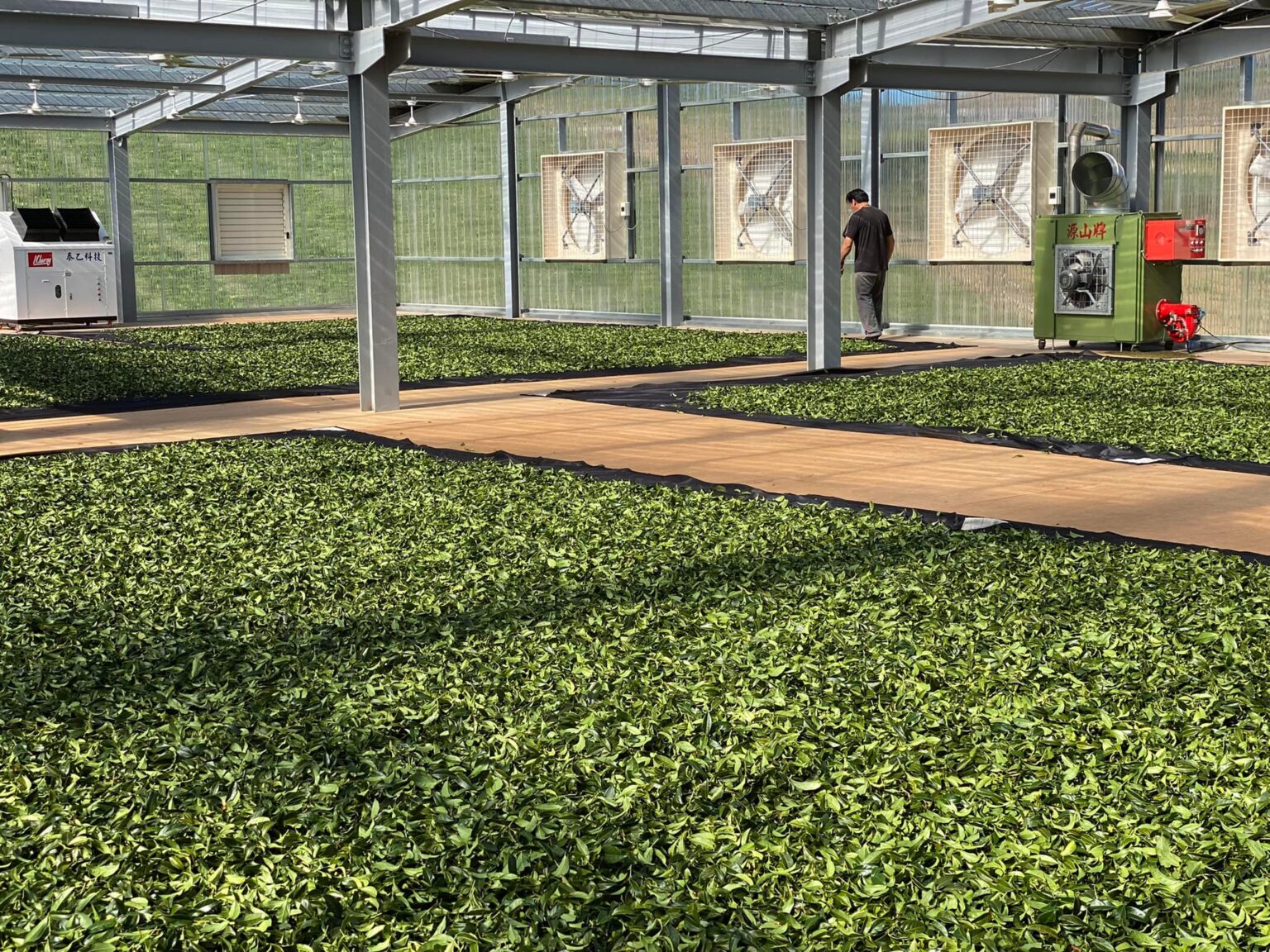 黃金烏龍冬片,黃金烏龍茶,茶葉批發